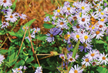 Gravesite Maintenance Options